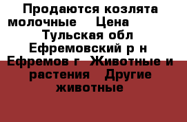 Продаются козлята молочные. › Цена ­ 1 000 - Тульская обл., Ефремовский р-н, Ефремов г. Животные и растения » Другие животные   